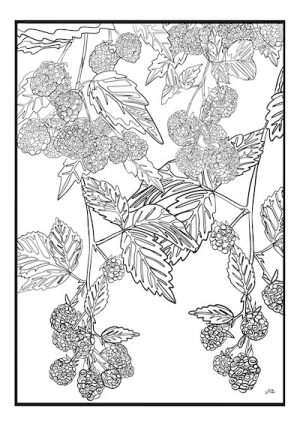 Livro para colorir