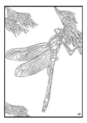 Livro para colorir
