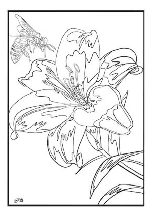 Livro para colorir